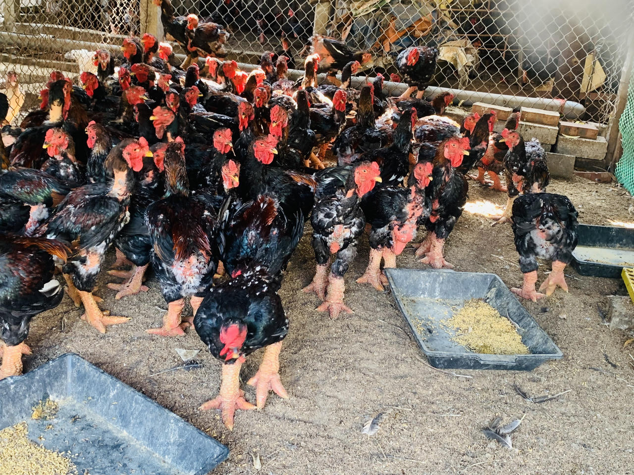 Gà Đông Tảo đặc sản quà quê "lên ngôi" dịp Tết 