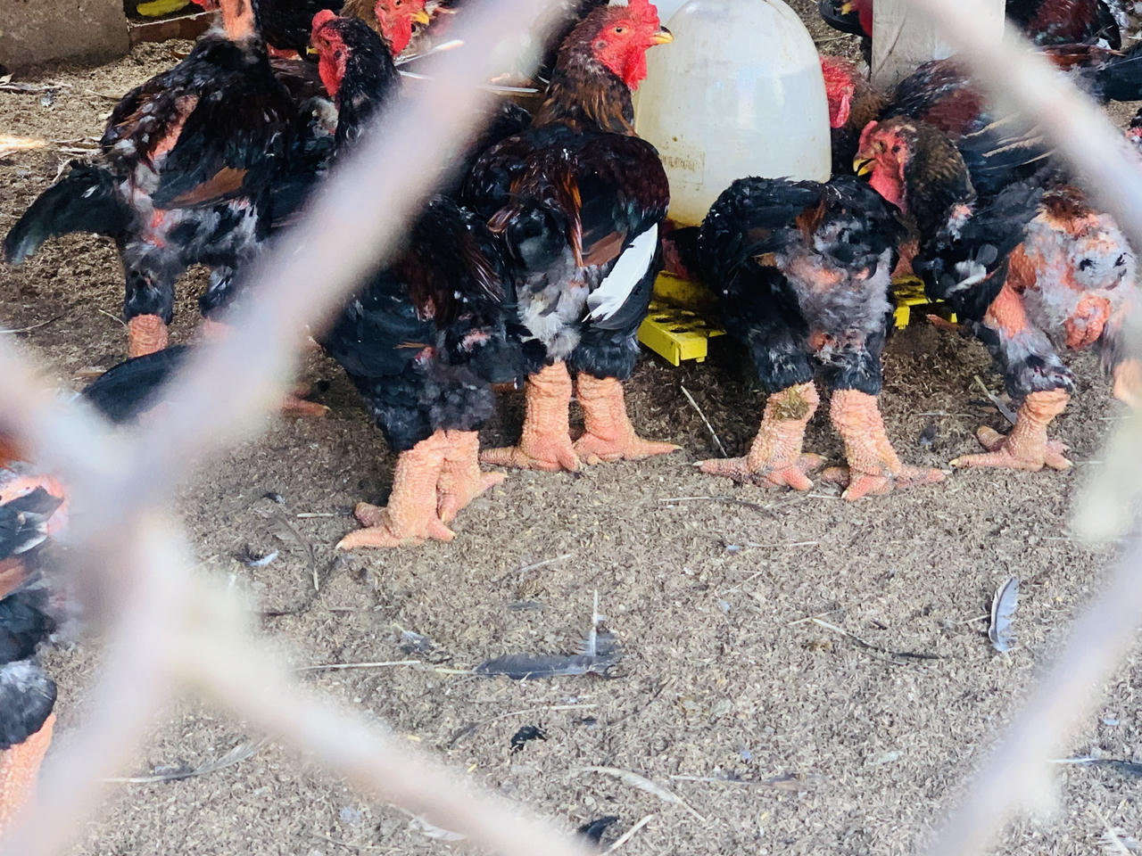 Gà Đông Tảo đặc sản quà quê "lên ngôi" dịp Tết 