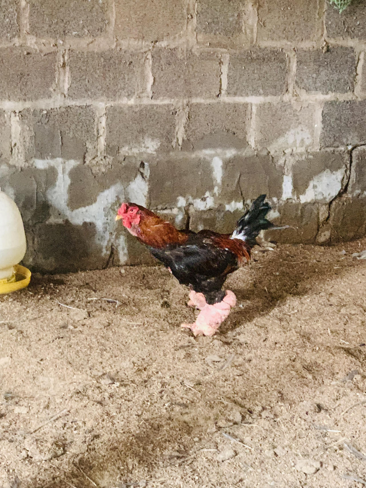 Gà Đông Tảo đặc sản quà quê "lên ngôi" dịp Tết 