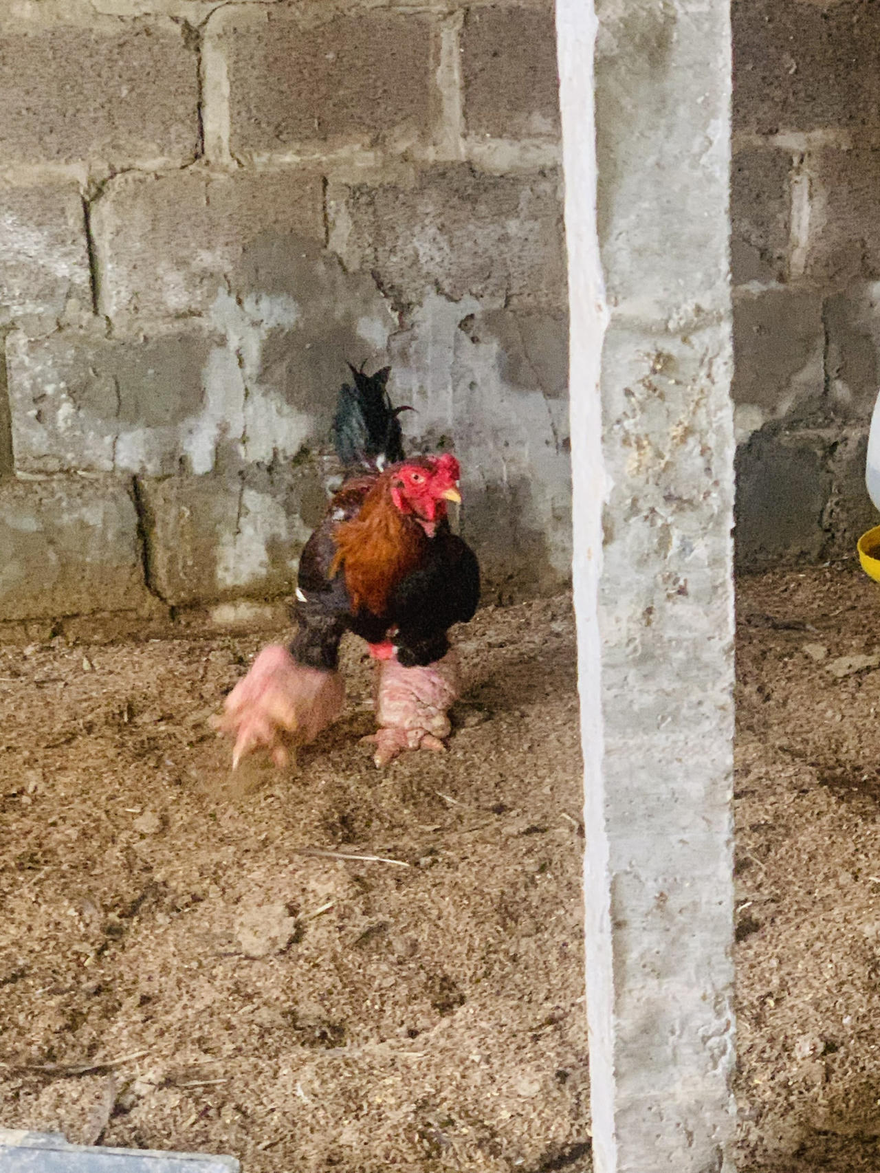 Gà Đông Tảo đặc sản quà quê "lên ngôi" dịp Tết 