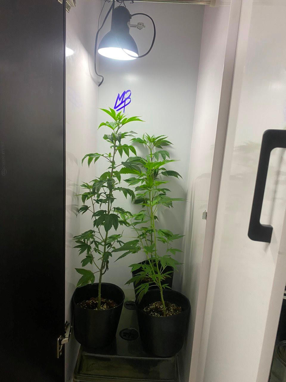 Phát hiện nam thanh niên trồng cần sa trong phòng ngủ