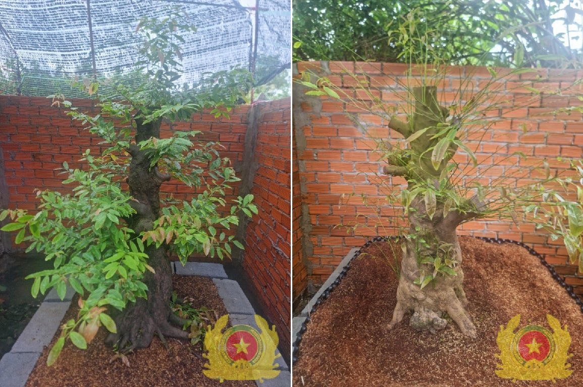 Bắt giữ ổ nhóm chuyên trộm cây cảnh tiền tỷ ở miền Tây