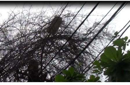 Hà Nội: Hành lang an toàn lưới điện bị “san phẳng“