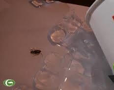 Lotteria Việt Nam “bán rẻ” thương hiệu vì lợi ích kinh tế?