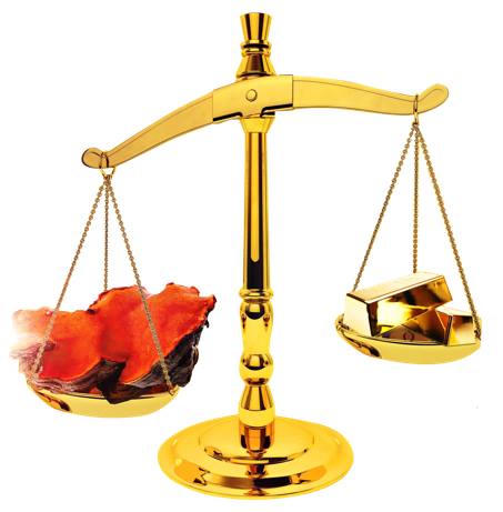  Nấm ngưu chương Quốc bảo Đài Loan – “Viên hồng ngọc” trong rừng