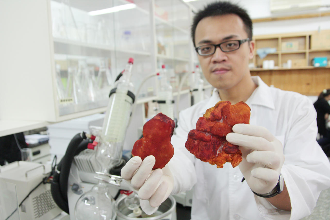  Nấm ngưu chương Quốc bảo Đài Loan – “Viên hồng ngọc” trong rừng