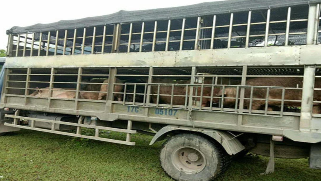 Quảng Ninh: Liên tiếp bắt giữ nhiều vụ nhập lậu lợn từ biên giới