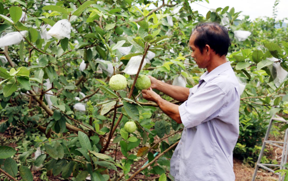 Hội Nông dân tỉnh Quảng Ninh huy động, giúp đỡ trên 20.000 hộ hội viên nghèo