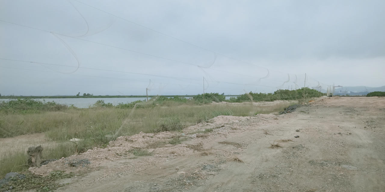 Bất chấp lệnh cấm, giăng cả ngàn mét lưới để bẫy chim ở Hạ Long