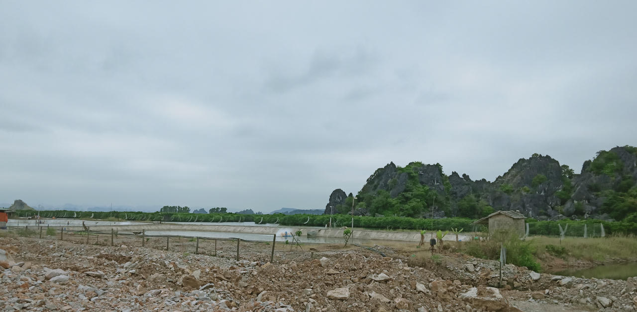 Bất chấp lệnh cấm, giăng cả ngàn mét lưới để bẫy chim ở Hạ Long