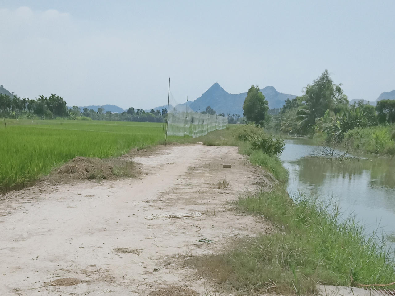 Bất chấp lệnh cấm, giăng cả ngàn mét lưới để bẫy chim ở Hạ Long