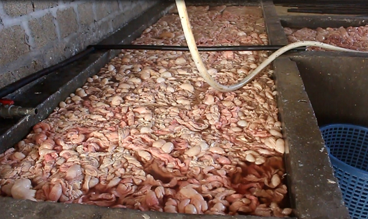 Quảng Ninh: Ngăn chặn kịp thời gần 20 tấn lòng lợn bẩn chuẩn bị “tuồn” ra thị trường