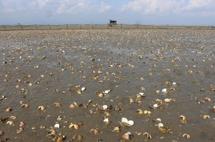 2.000 tấn ngao, nghêu chết ở Quảng Ninh chưa rõ nguyên nhân