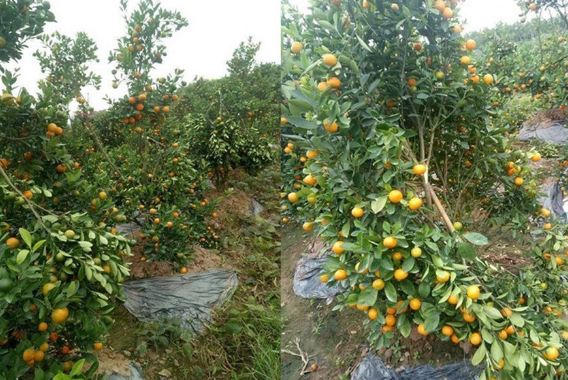 Cận Tết Kỷ Hợi, chủ vườn khóc ròng vì vườn quất bị phá hoại