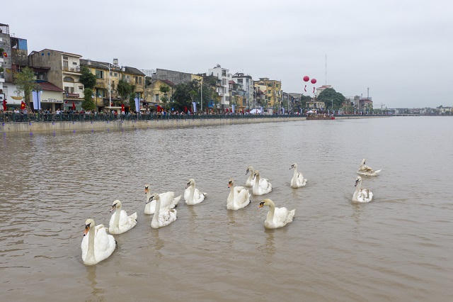 Hải Phòng: 40 con thiên nga “tô điểm” cho dự án nghìn tỷ