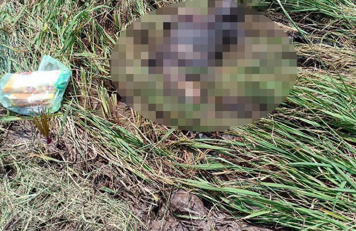 Tá hỏa phát hiện thi thể đang phân huỷ mạnh dưới ruộng lúa đang gặt 