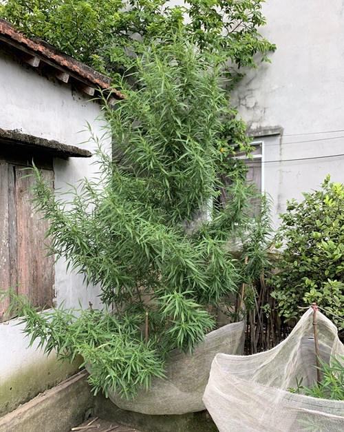 Quảng Ninh: Ngang nhiên trồng cần sa trong nhà