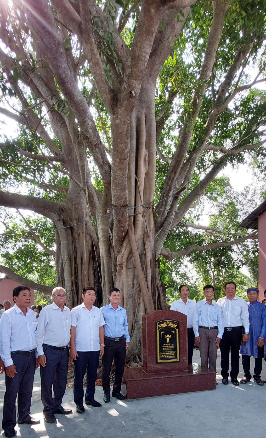Cây đa 200 tuổi ở Long An được công nhận Cây di sản Việt Nam