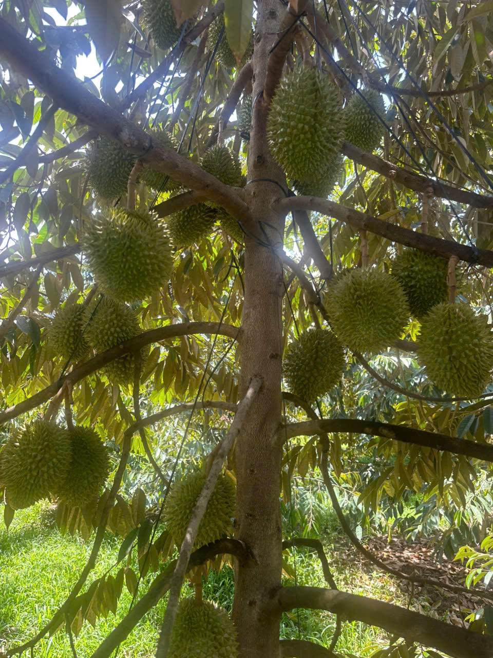 Gỡ “khó” xuất khẩu sầu riêng: Tiền Giang kiến nghị thành lập trung tâm kiểm định chất lượng 