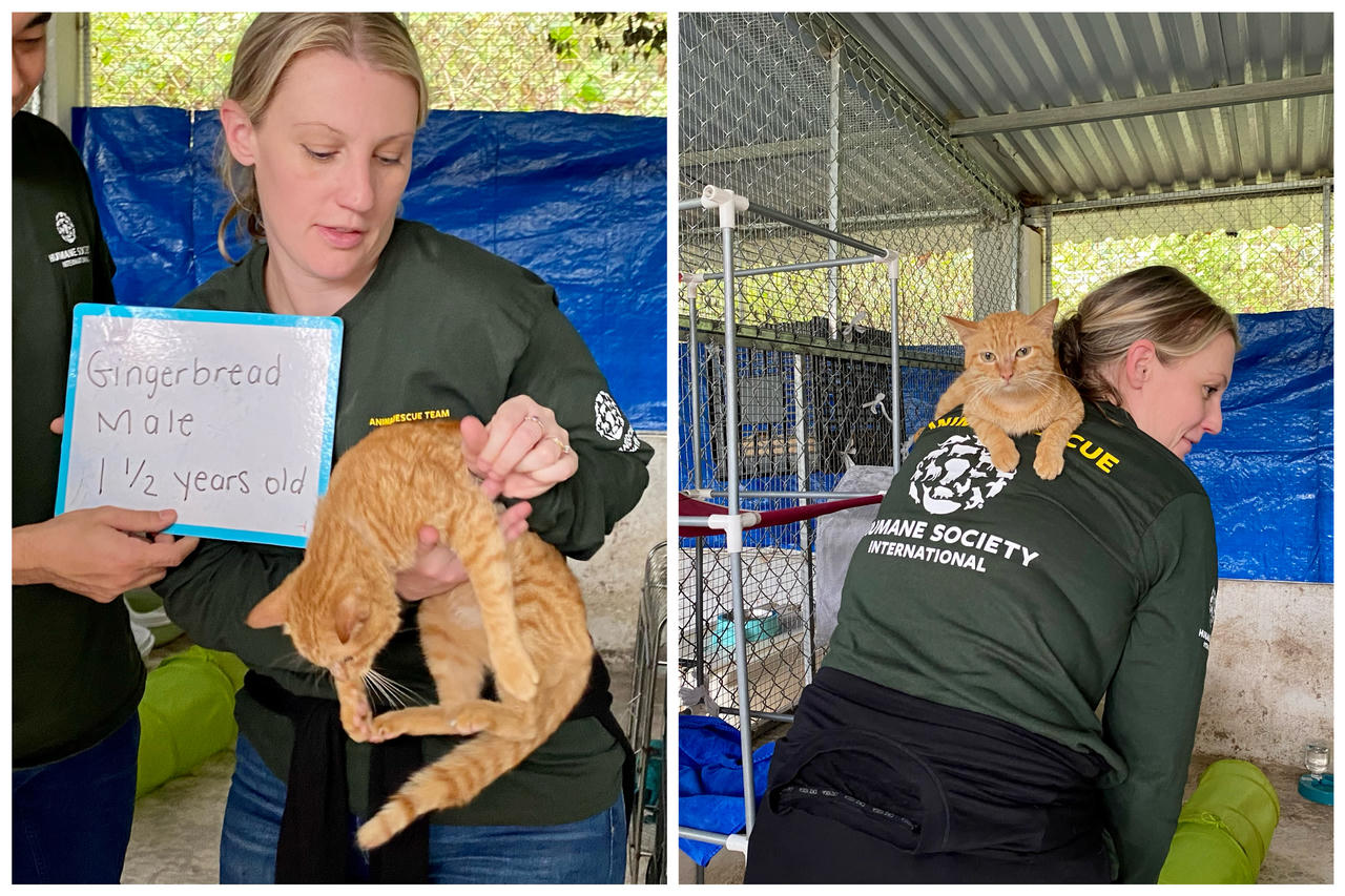 Đóng cửa cơ sở giết mổ, giải cứu 20 cá thể mèo tại Thái Nguyên