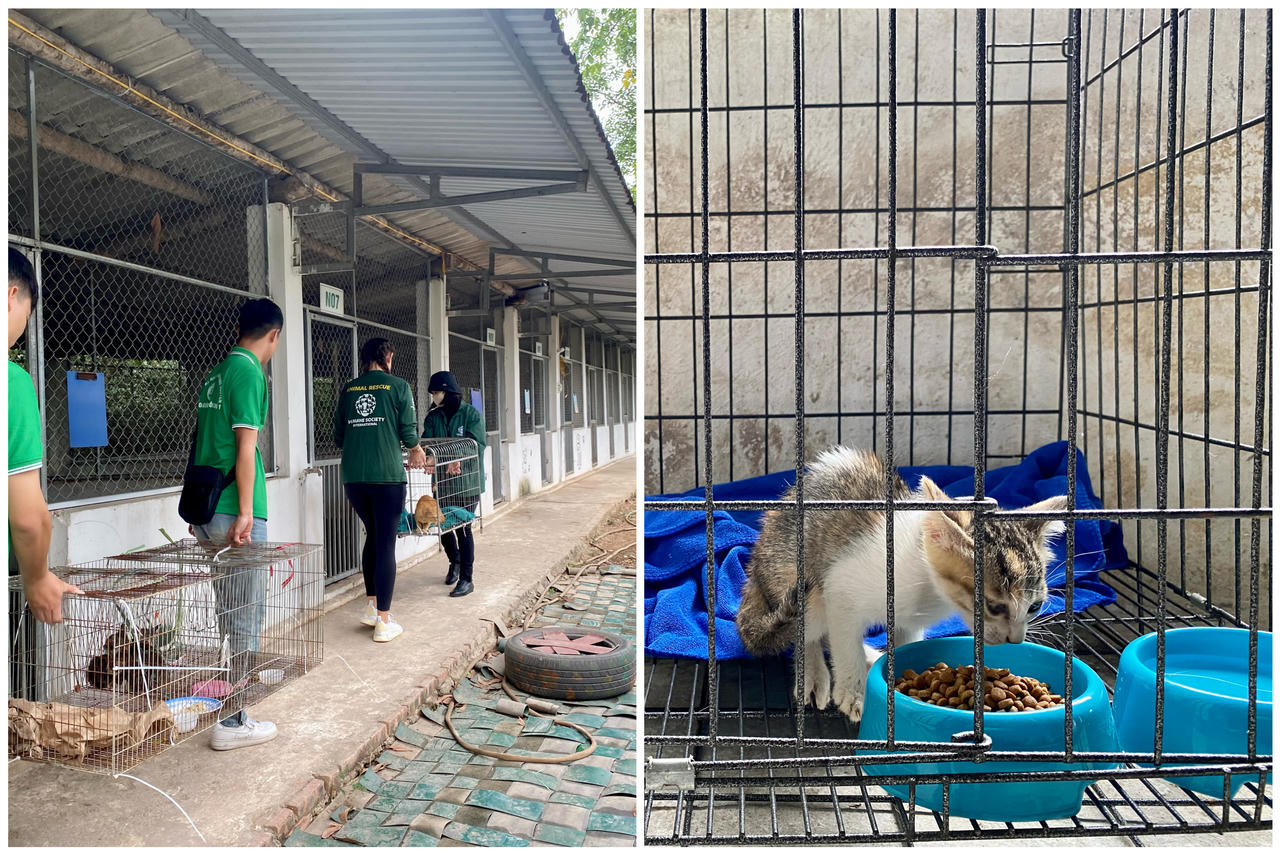 Đóng cửa cơ sở giết mổ, giải cứu 20 cá thể mèo tại Thái Nguyên