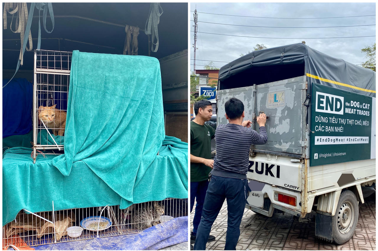 Đóng cửa cơ sở giết mổ, giải cứu 20 cá thể mèo tại Thái Nguyên