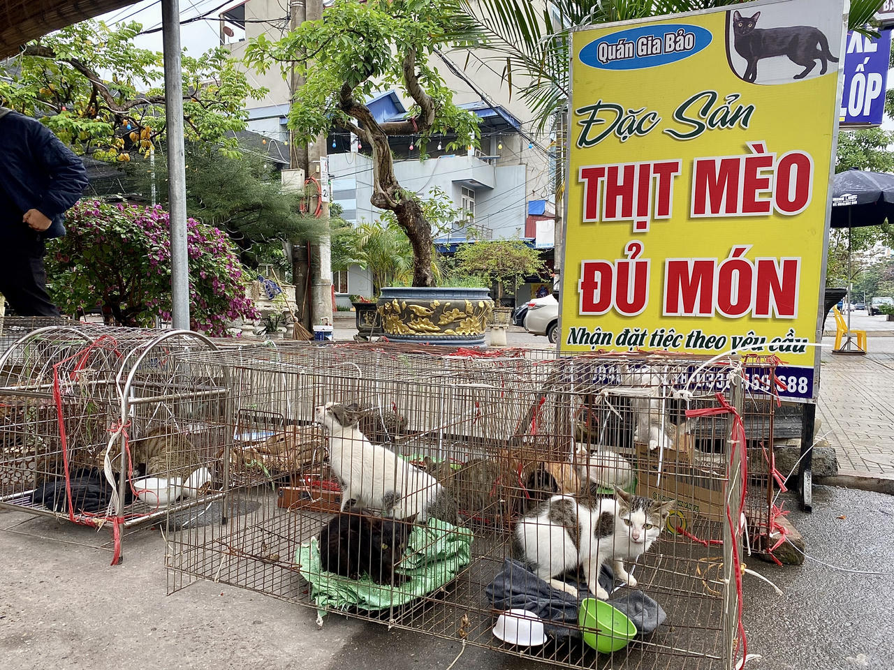 Đóng cửa cơ sở giết mổ, giải cứu 20 cá thể mèo tại Thái Nguyên