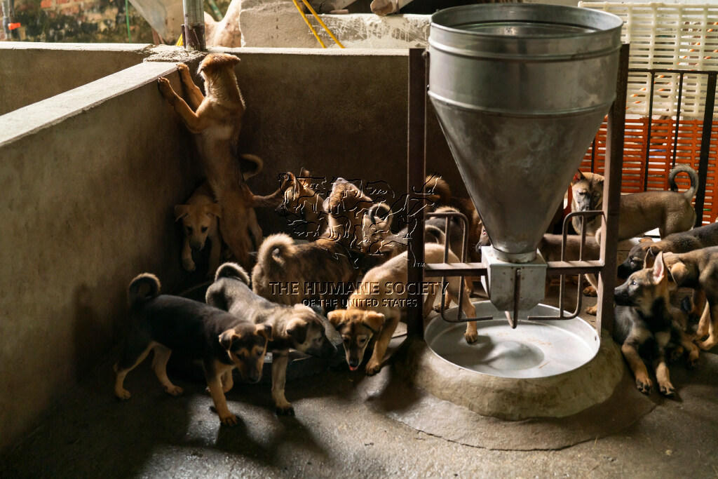 Viết tiếp hành trình giải cứu chó mèo cùng chương trình 'Mô hình chuyển đổi'