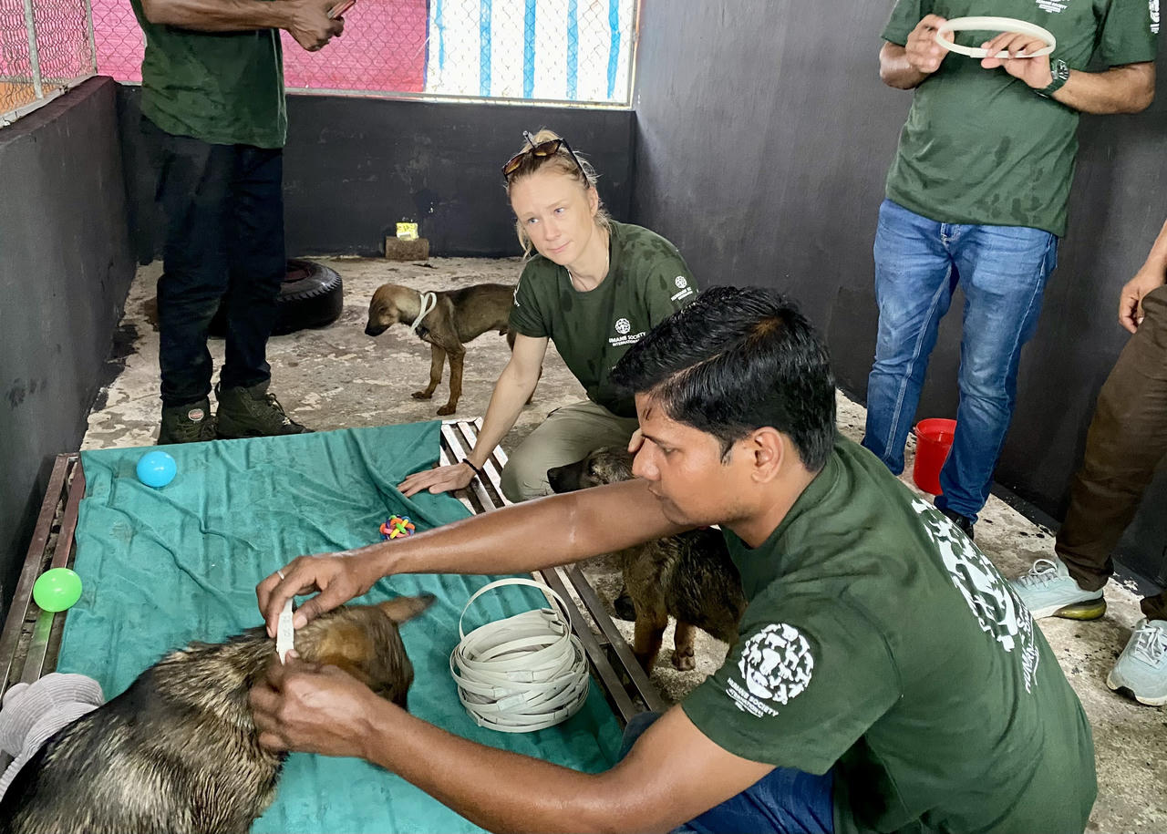 Viết tiếp hành trình giải cứu chó mèo cùng chương trình 'Mô hình chuyển đổi'