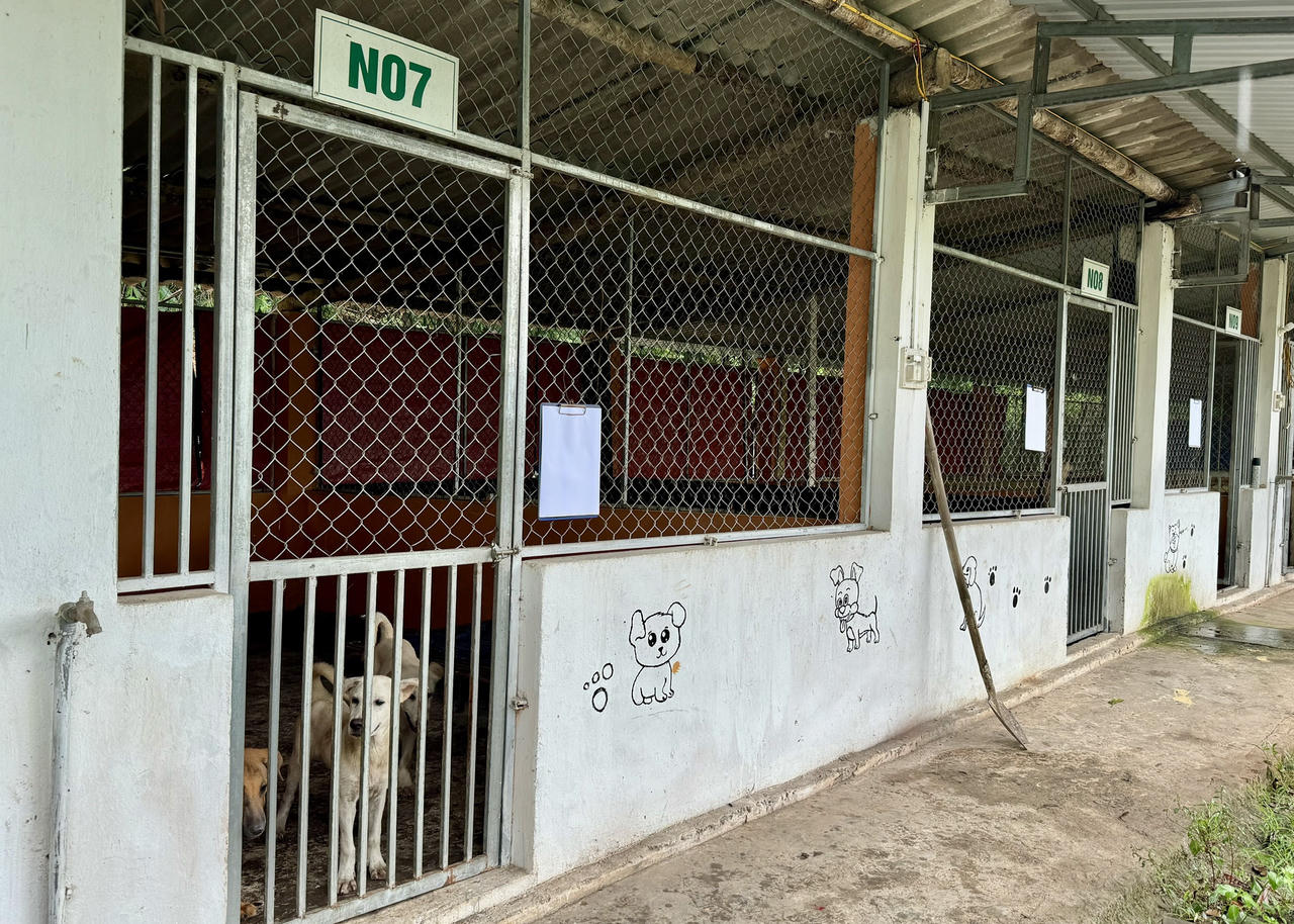 Viết tiếp hành trình giải cứu chó mèo cùng chương trình 'Mô hình chuyển đổi'