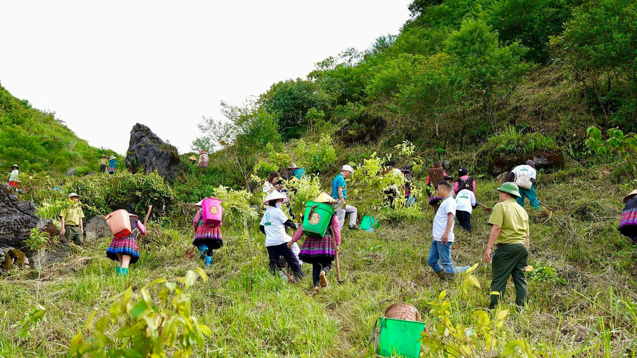 Trồng 18.000 cây vá, phủ 27 hecta rừng Tây Bắc