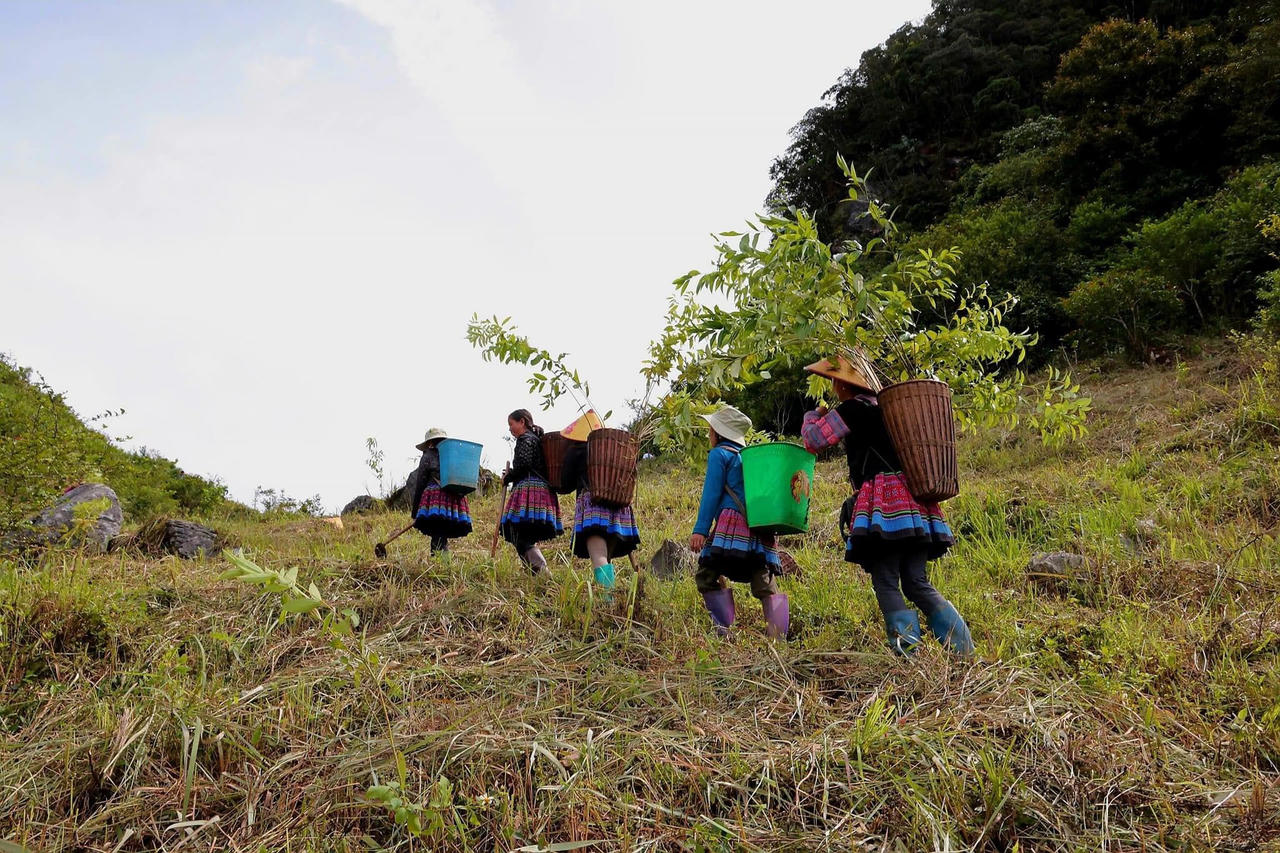 Trồng 18.000 cây vá, phủ 27 hecta rừng Tây Bắc