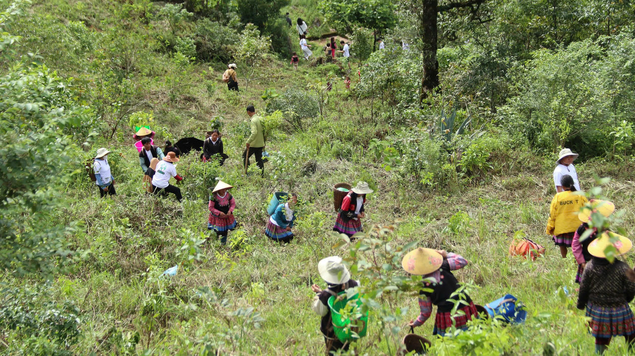 Trồng 18.000 cây vá, phủ 27 hecta rừng Tây Bắc