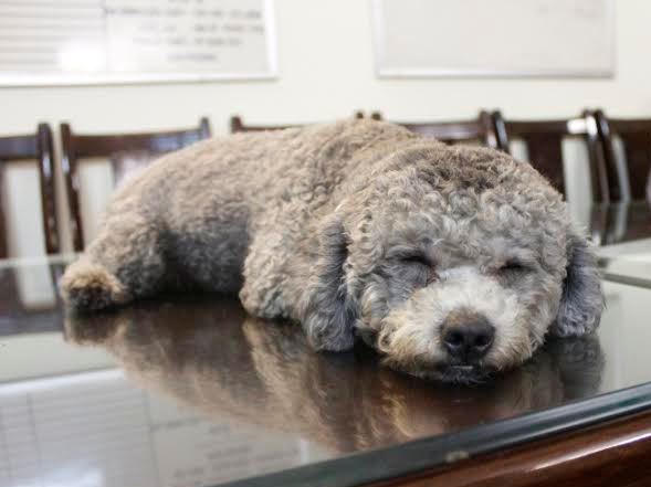 "Cẩu tặc" cướp thú cưng của nhân viên đại sứ