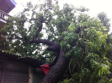 Mưa to, gió lớn làm gãy cây Lim cổ thụ, đè bẹp chiếc xe máy