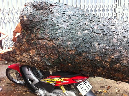 Mưa to, gió lớn làm gãy cây Lim cổ thụ, đè bẹp chiếc xe máy