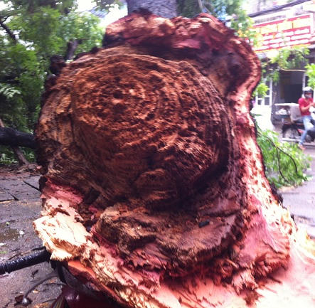 Mưa to, gió lớn làm gãy cây Lim cổ thụ, đè bẹp chiếc xe máy