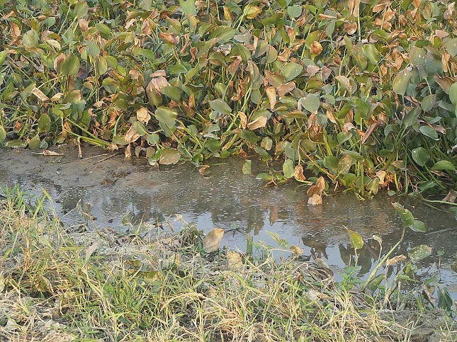 Người dân bỏ ruộng vì công ty sản xuất gạch men