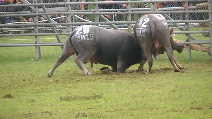 Cận cảnh các “chiến ngưu” tranh đấu ở Phúc Thọ