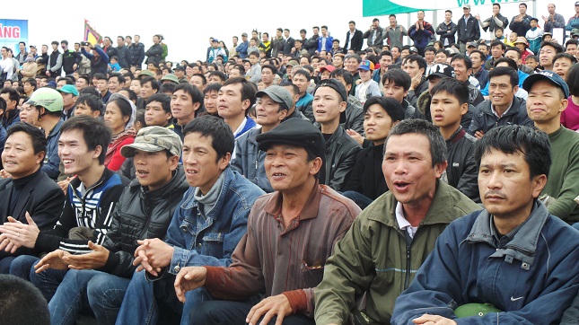 Cận cảnh các “chiến ngưu” tranh đấu ở Phúc Thọ