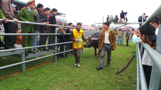 Cận cảnh các “chiến ngưu” tranh đấu ở Phúc Thọ