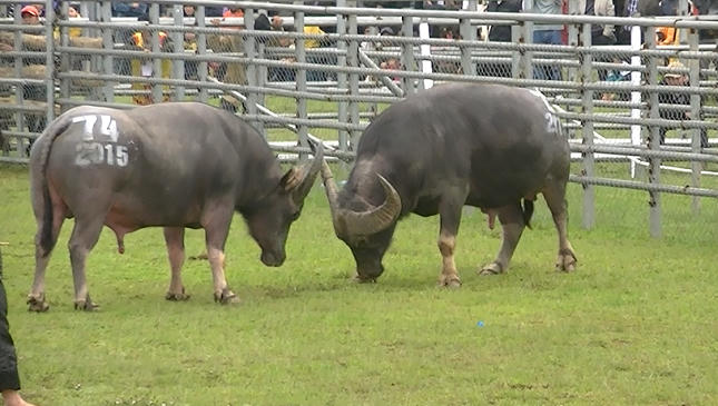 Cận cảnh các “chiến ngưu” tranh đấu ở Phúc Thọ