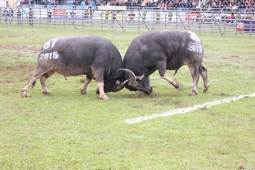 Cận cảnh các “chiến ngưu” tranh đấu ở Phúc Thọ