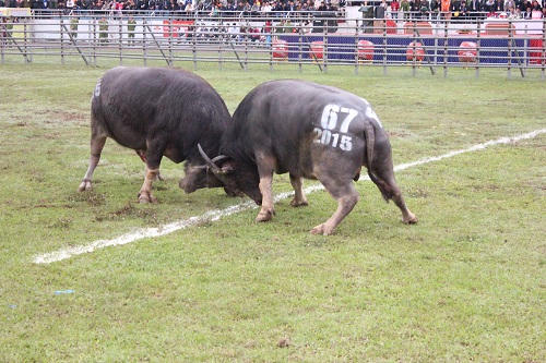 Cận cảnh các “chiến ngưu” tranh đấu ở Phúc Thọ