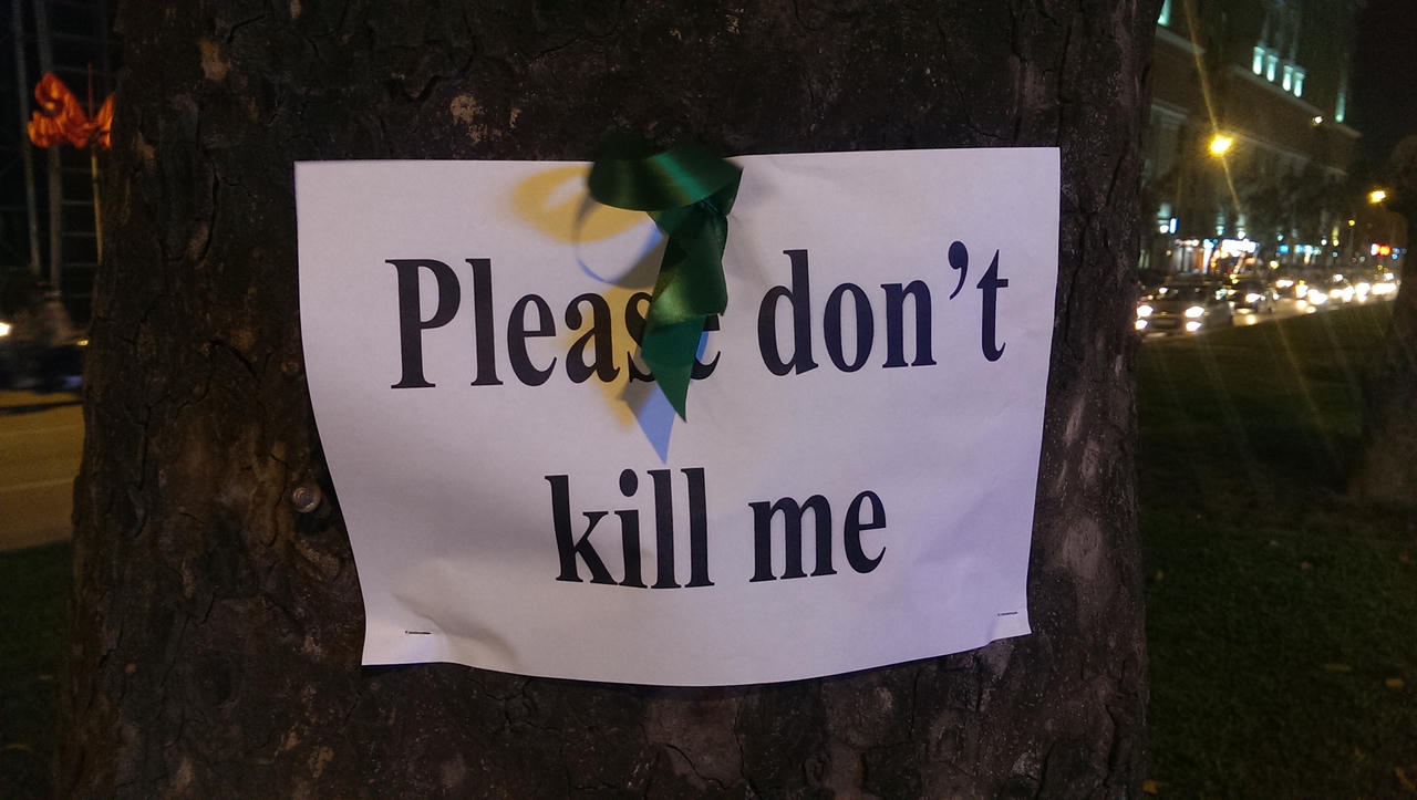 Người trẻ dán thông điệp lên hàng trăm cây xà cừ cổ trên đường Giảng Võ