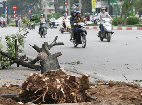 Con đường đẹp nhất Việt Nam lạ lẫm sau khi đốn hạ cây xanh