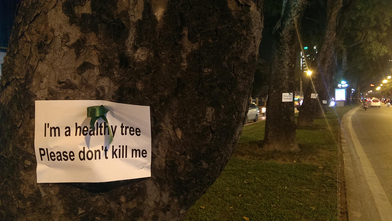 Người trẻ dán thông điệp lên hàng trăm cây xà cừ cổ trên đường Giảng Võ