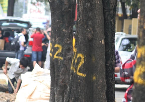 Con đường đẹp nhất Việt Nam lạ lẫm sau khi đốn hạ cây xanh