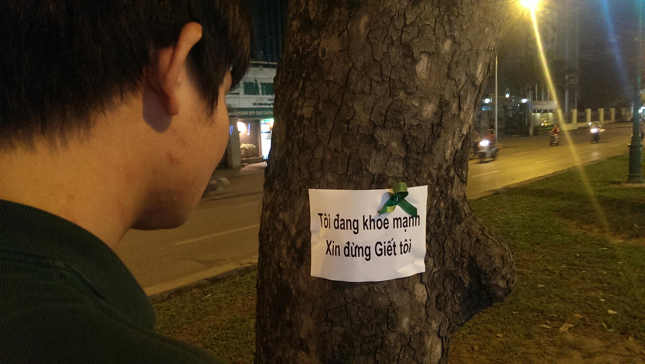 Người trẻ dán thông điệp lên hàng trăm cây xà cừ cổ trên đường Giảng Võ