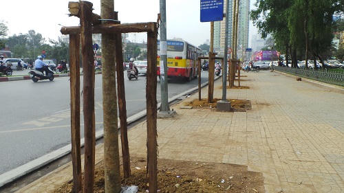 Con đường đẹp nhất Việt Nam lạ lẫm sau khi đốn hạ cây xanh